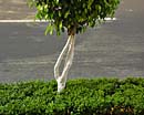 arbusto blanco del verde del tronco