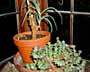 Aloe & Succulents in Pots