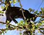 Black Cat in Tree