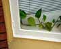 Plant in Window Corner