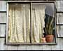 Curtained Window & Plant