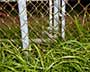Anchor Fence & Grasses