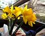 Daffodils in Car