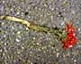 Run Over Red Bouquet