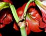 Underside of Amaryllis