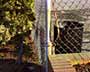 Fence & Shrubs