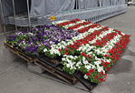 Flower Flag Thumbnail
